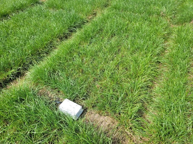 Aerial view of field trial plots testing NUE genotypes at NMBU